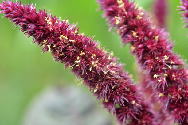 gomphrena