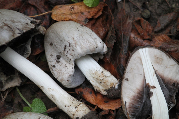 coprinus
