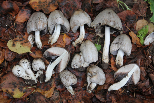 coprinus