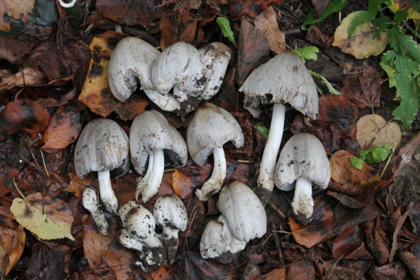 coprinus