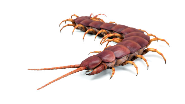 arthropod