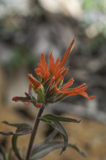 hawkweed