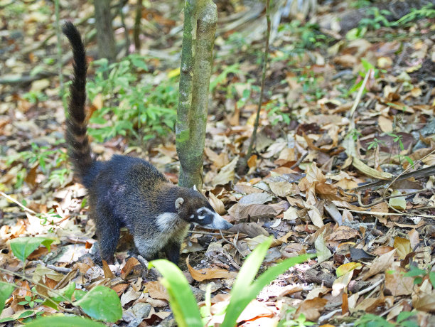coatimundi