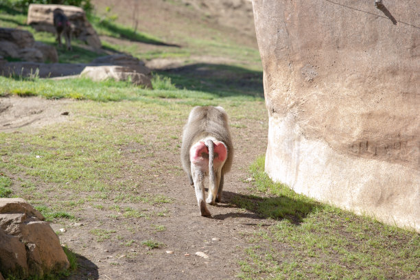 rear