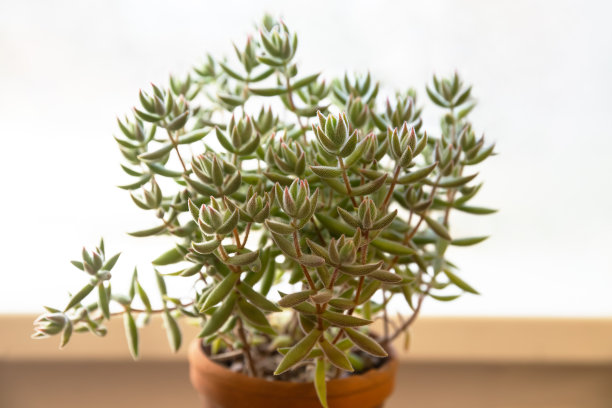 crassula