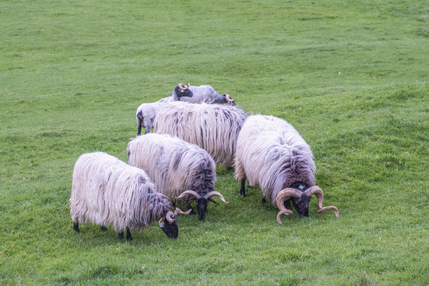 ram