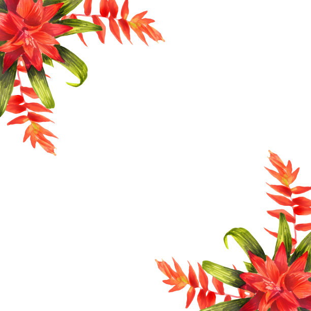 擎天属,鲜花盛开,凤梨科
