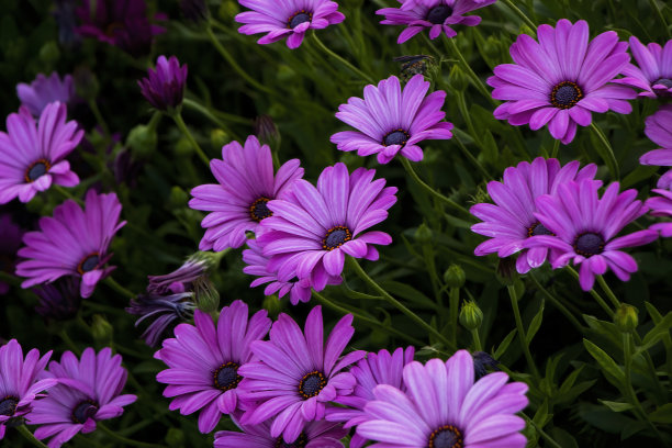 gerbera