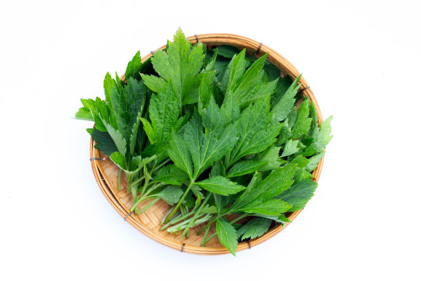 mugwort