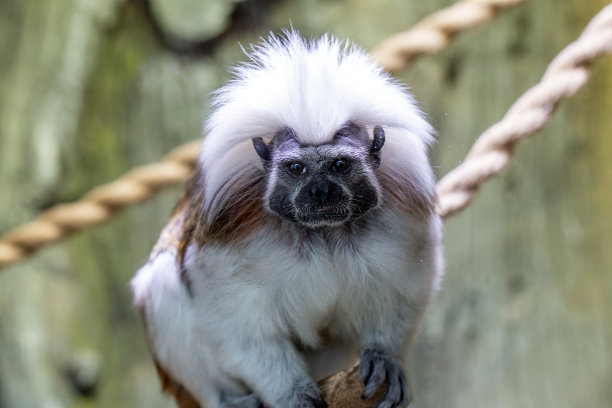 saguinus