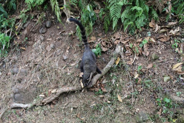 coatimundi