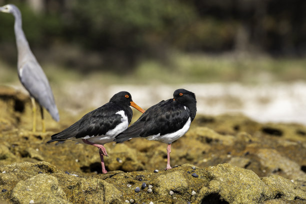 haematopus