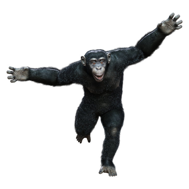 ape