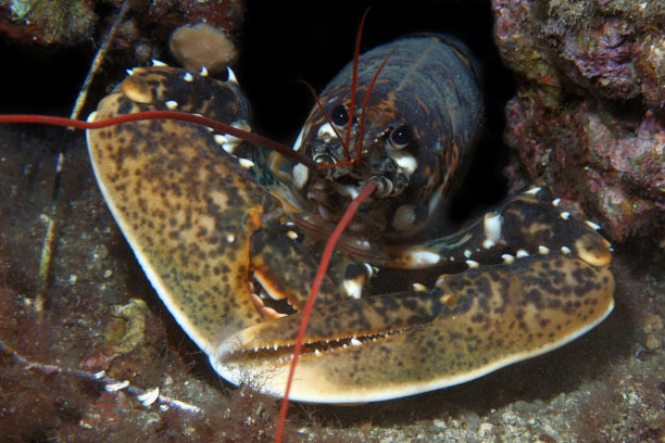 crustacean