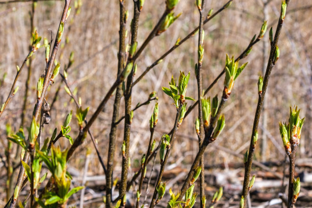 twig