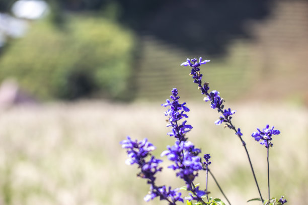 salvia