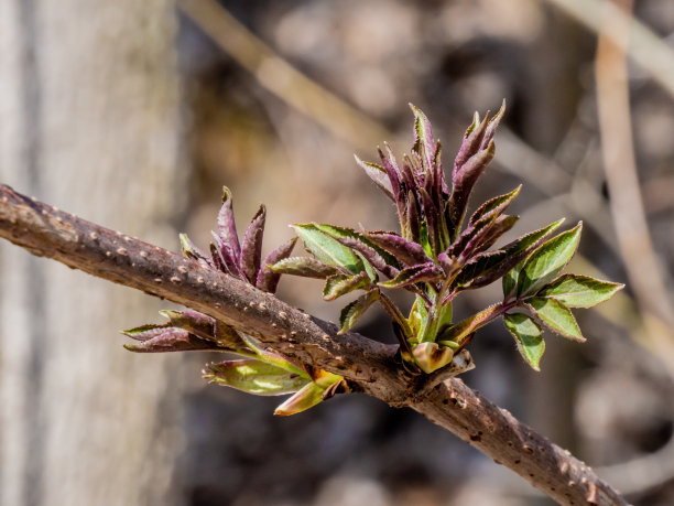 twig