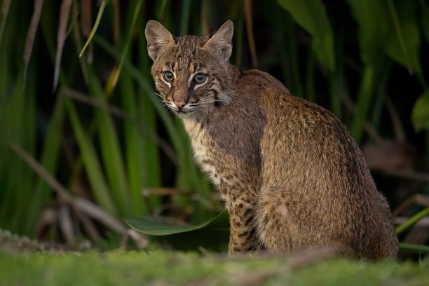 felis