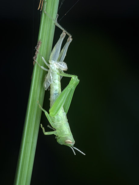 katydid