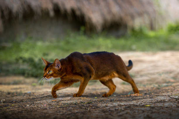 abyssinian猫