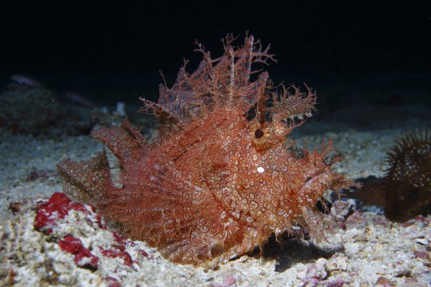 pterois