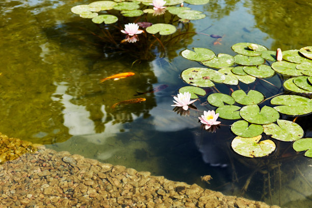 ponds