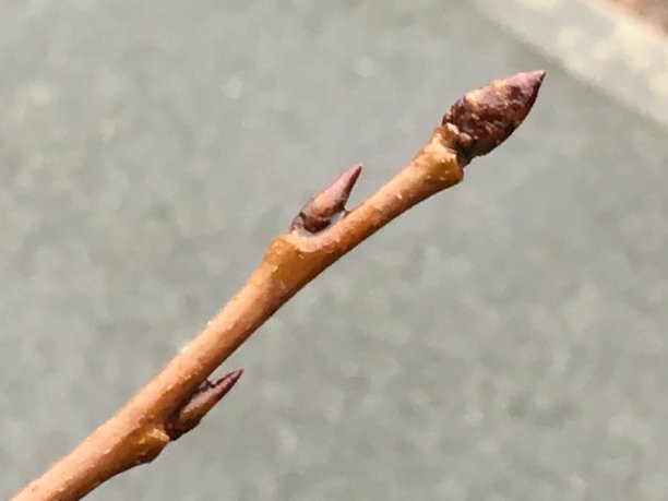 twig