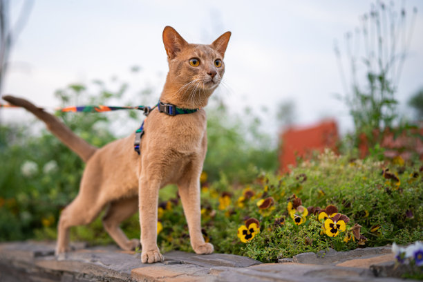 abyssinian猫