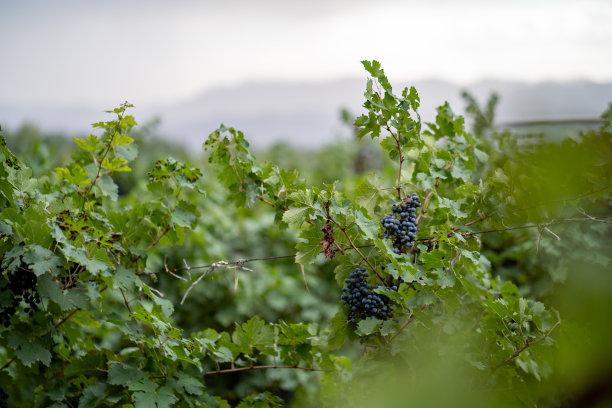 vineyard