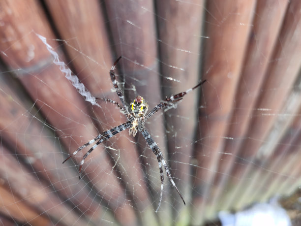 argiope