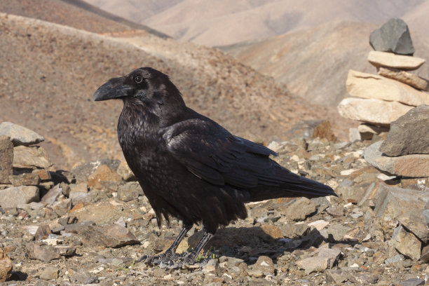 raven