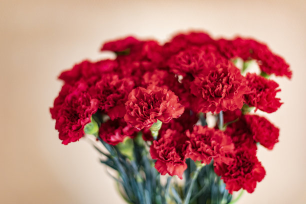 dianthus