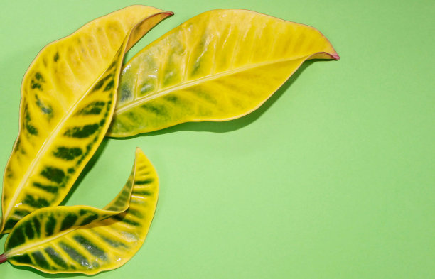 codiaeum