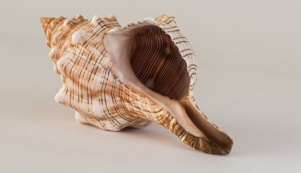 conch