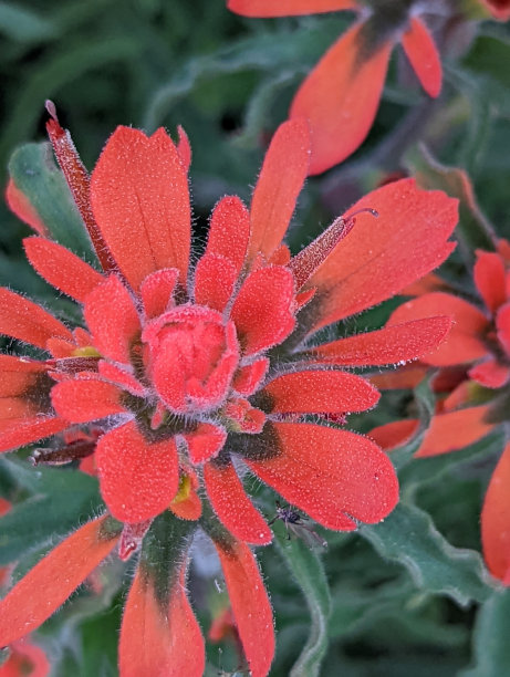 hawkweed