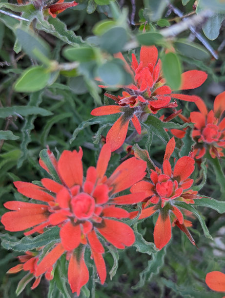 hawkweed
