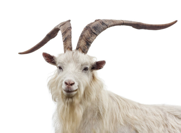 goat