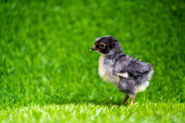 cock