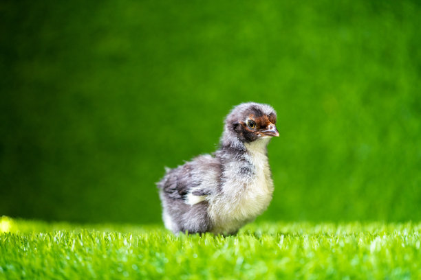 cock