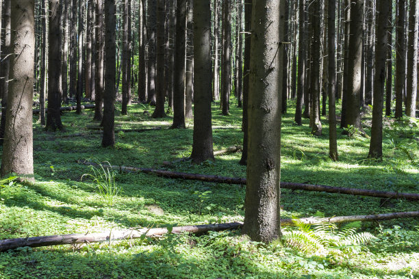 forest