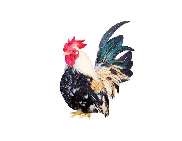 cock
