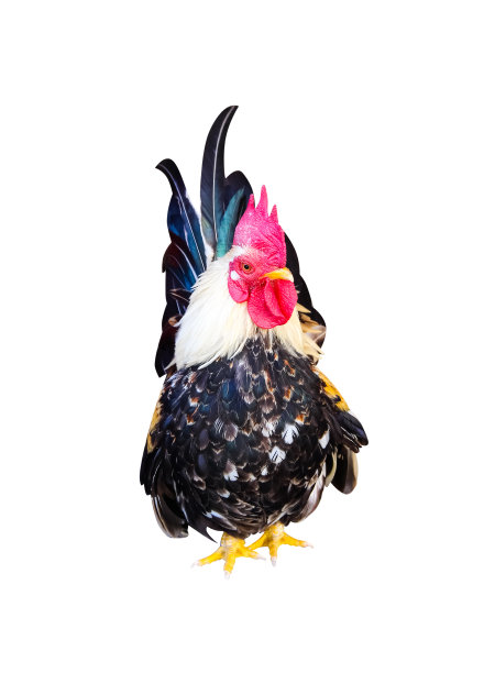 cock