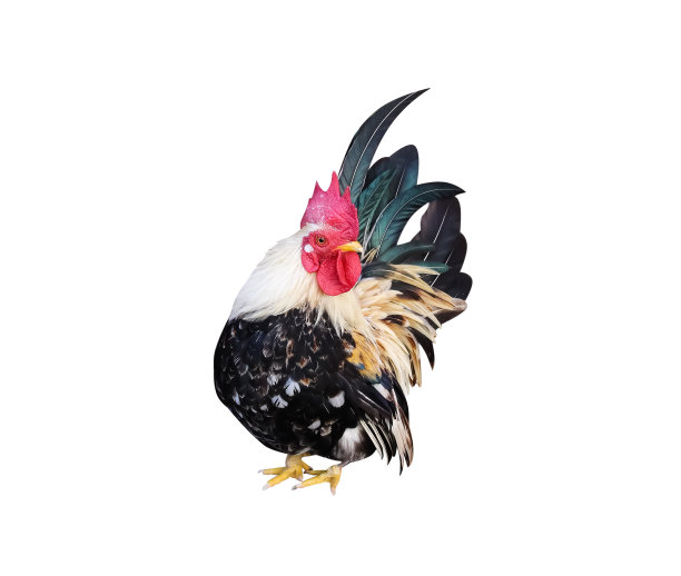 cock