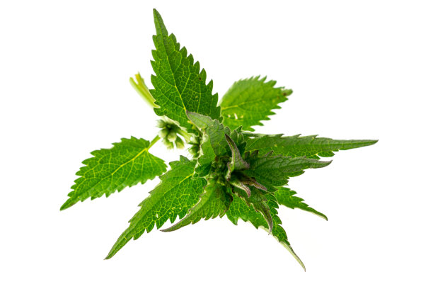 nettles