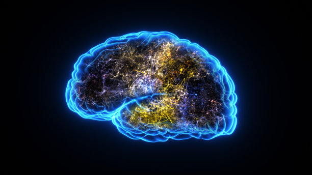 cerebrum