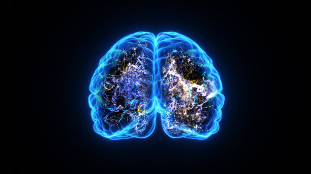 cerebrum
