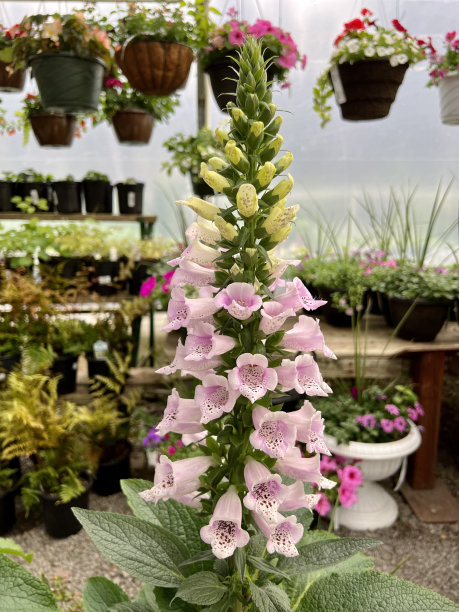 digitalis