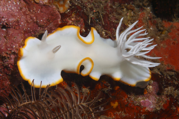 mollusk