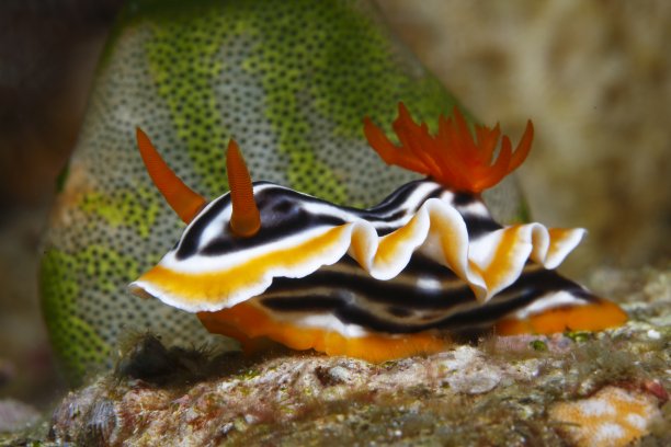 mollusk