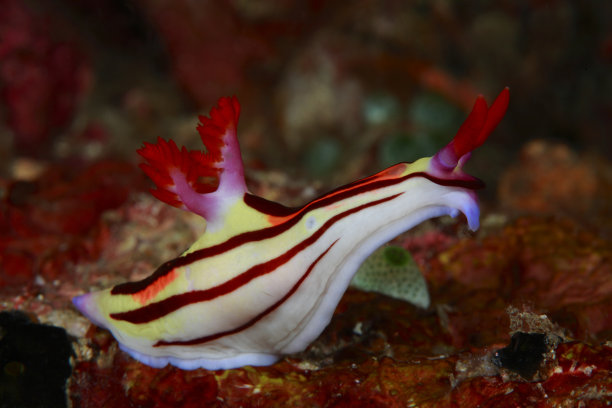 mollusk